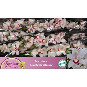 CYMB T RAINB BEYONCE