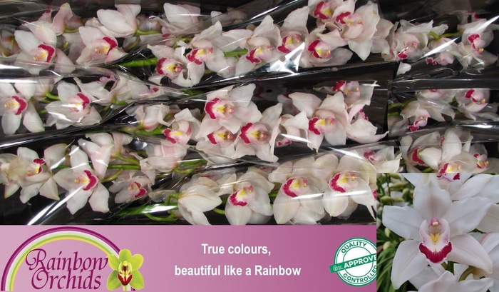 <h4>CYMB T RAINB BEYONCE</h4>