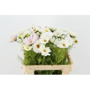 COSMOS BIPINNATUS WHITE