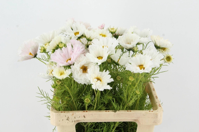 <h4>COSMOS BIPINNATUS WHITE</h4>