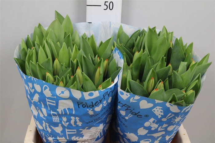 <h4>Tu En Triple A</h4>