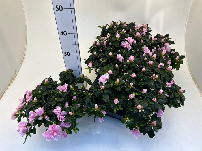 <h4>RHODO SI OV</h4>