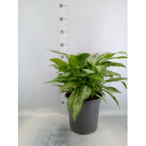 Aglaonema comm. 'Silver Queen'