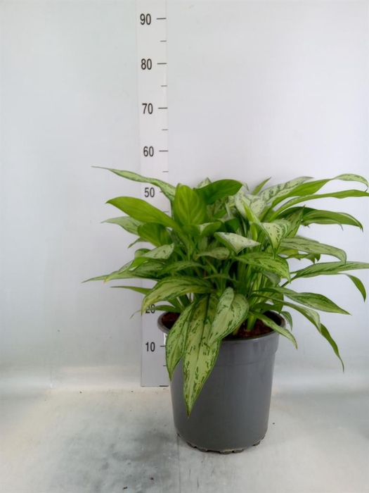<h4>Aglaonema comm. 'Silver Queen'</h4>