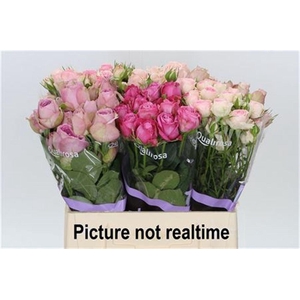 R Tr Qr Supr Mix