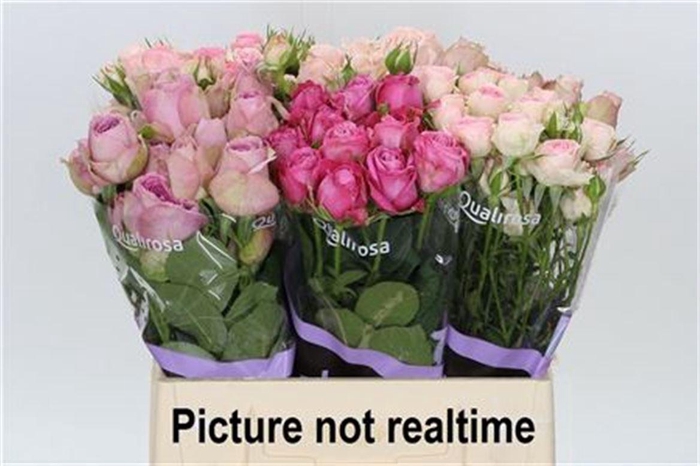 <h4>R Tr Qr Supr Mix</h4>