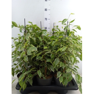 Ficus benja. 'Golden King'