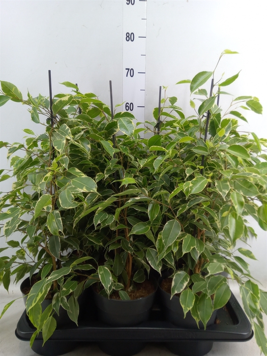 <h4>Ficus benja. 'Golden King'</h4>
