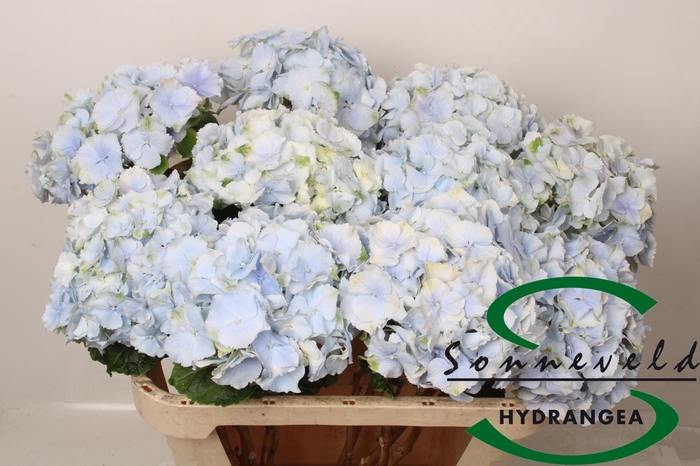 <h4>HYDR M CH VERE BL CL</h4>