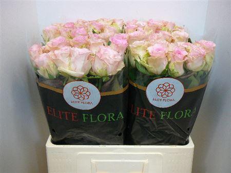 <h4>R Gr Bisou@</h4>