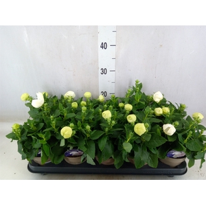 Platycodon grand. 'Astra White'