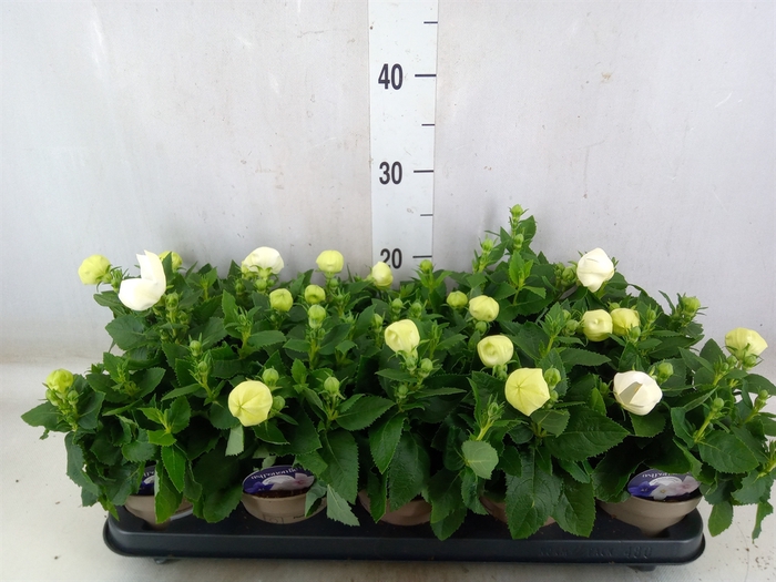 <h4>Platycodon grand. 'Astra White'</h4>
