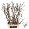 MAGNOLIA PER STEM 120CM