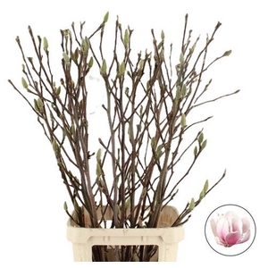 MAGNOLIA PER STEM 120CM