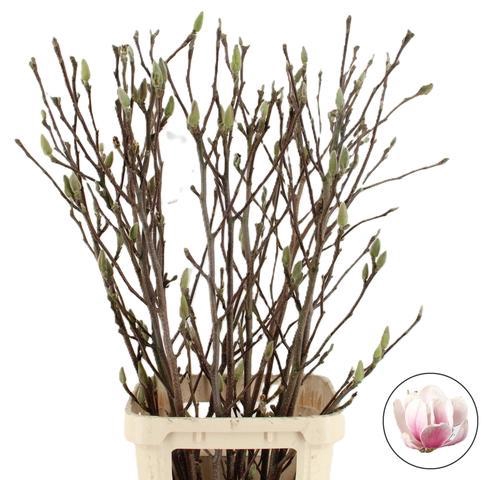 MAGNOLIA PER STEM 120CM