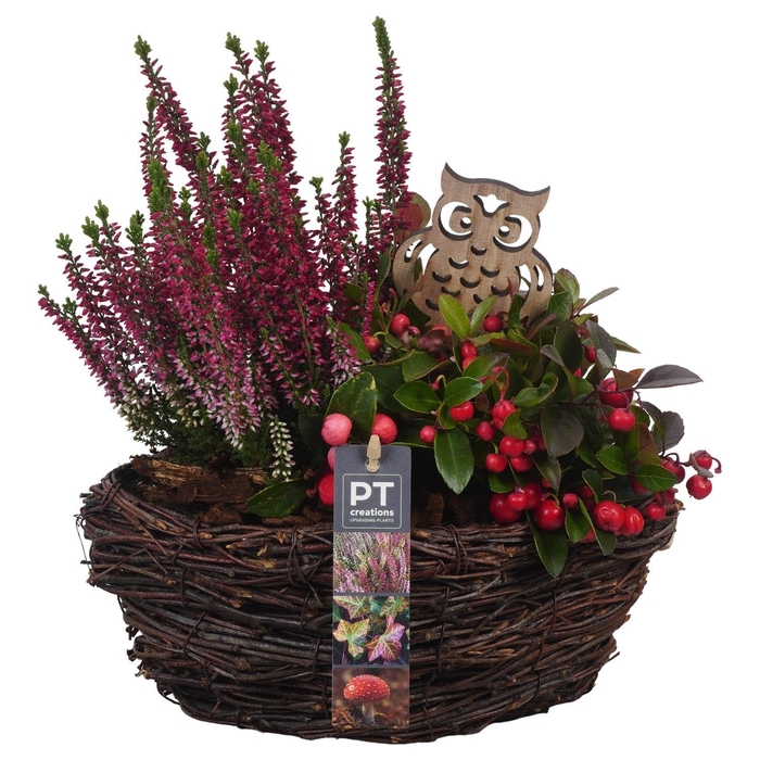 <h4>Arr.   Tuinplanten L%</h4>