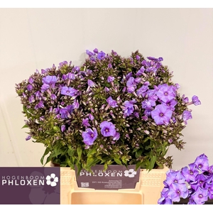PHLOX BLUE BOY