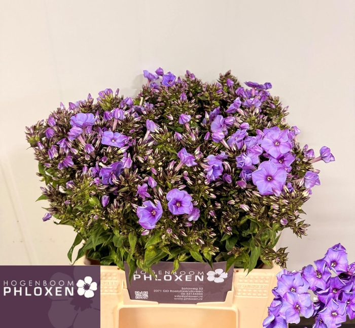 <h4>PHLOX BLUE BOY</h4>