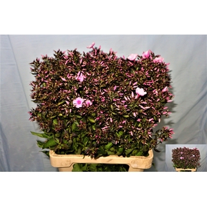 PHLOX P BRI EYES