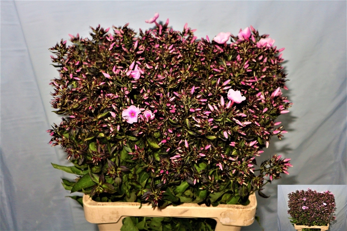 <h4>PHLOX P BRI EYES</h4>