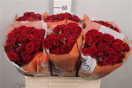 <h4>R Tr Rubicon</h4>