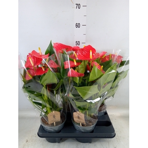 Anthurium andr. 'Esudo'