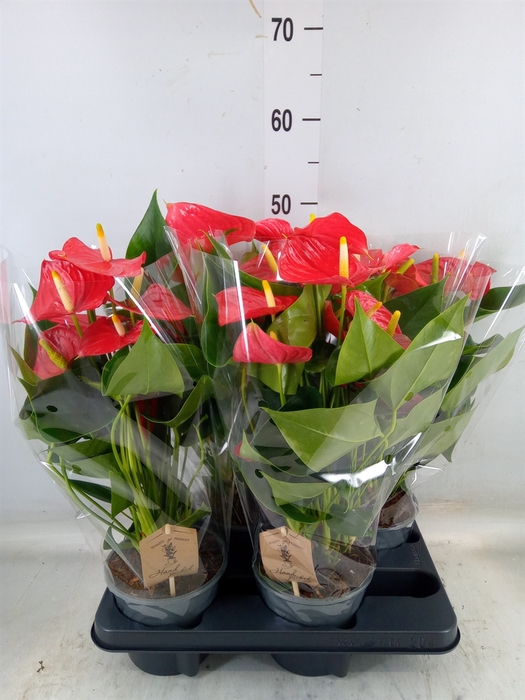 <h4>Anthurium andr. 'Esudo'</h4>