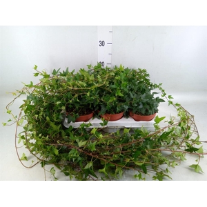 Hedera helix 'Shamrock'