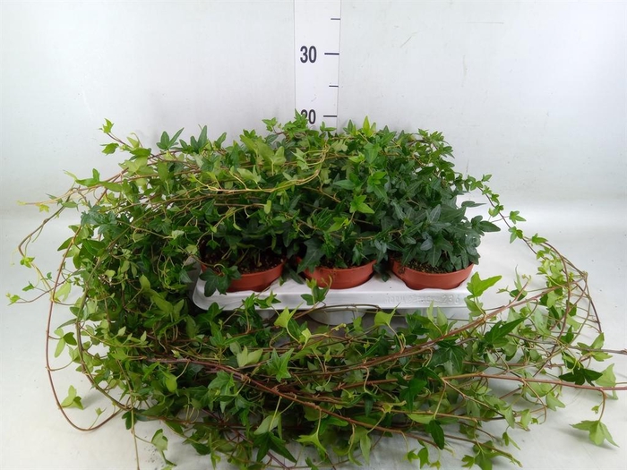 <h4>Hedera helix 'Shamrock'</h4>