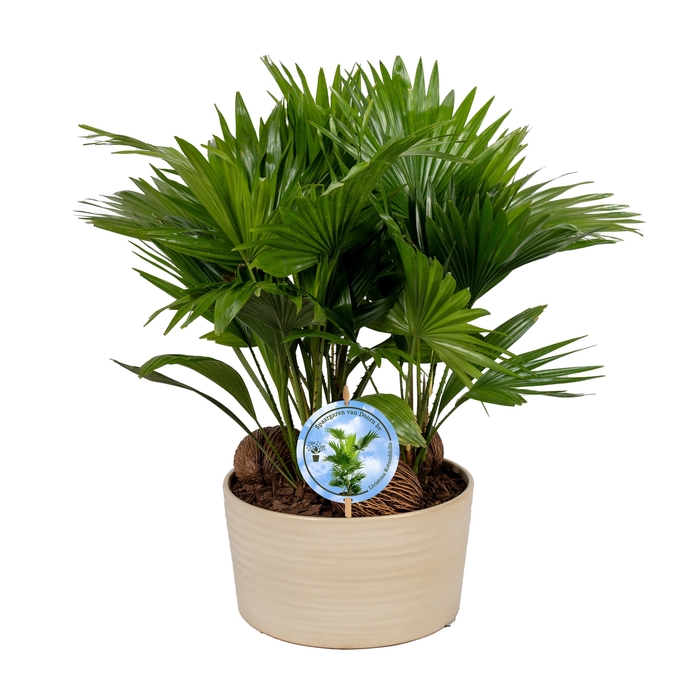 <h4>Livistona in Andorra 3 pp Pearl white Lucht Zuiverend</h4>