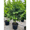 Citrus hystrix