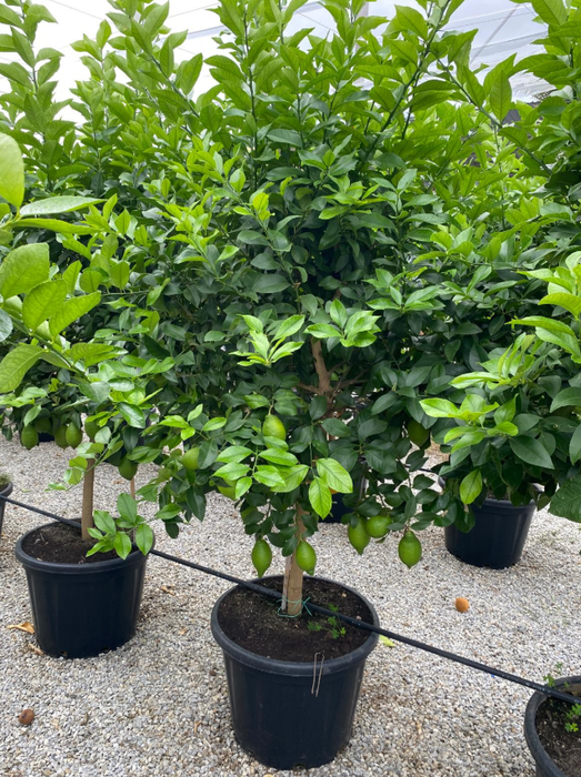 Citrus hystrix