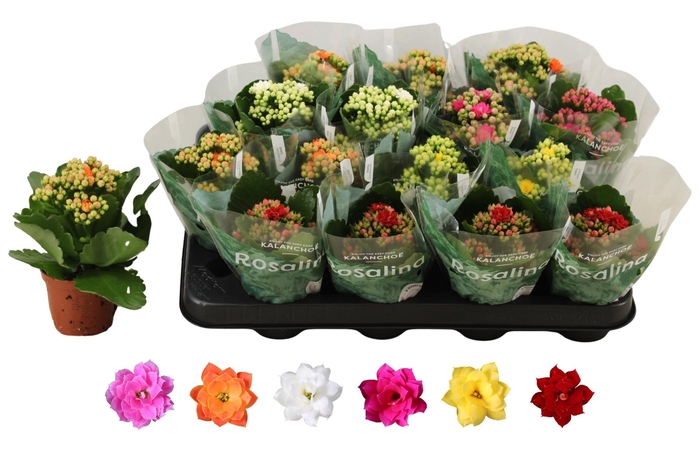 <h4>KAL GE RO GEM 6 KL</h4>