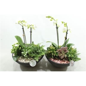 Ph12 White/pink Ebbi Phal