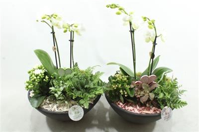 <h4>Ph12 White/pink Ebbi Phal</h4>