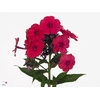 PHLOX P TRACY