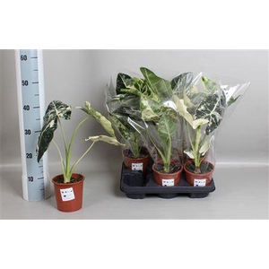 Aloc Frydek Variegata In Blanco