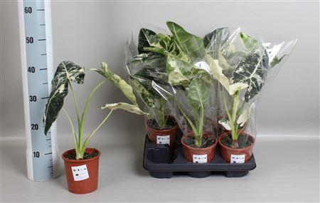 <h4>Aloc Frydek Variegata In Blanco</h4>