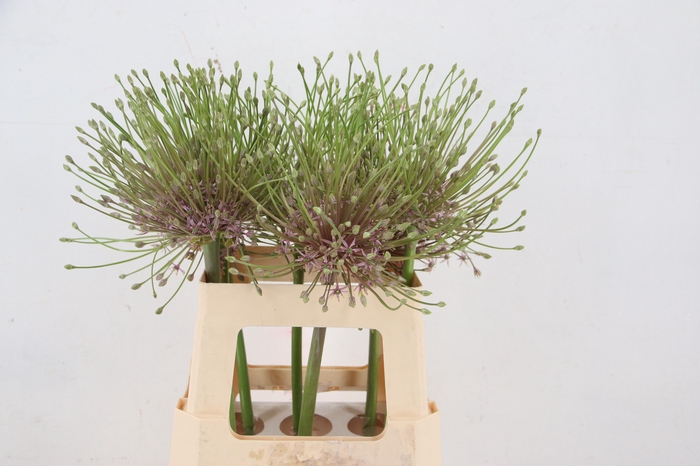 <h4>ALLIUM SCHUBERTII</h4>