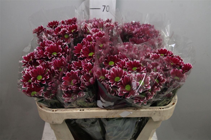 <h4>Chr T Haydar</h4>