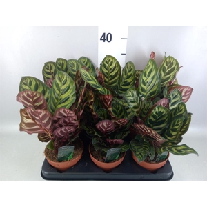 Calathea makoyana