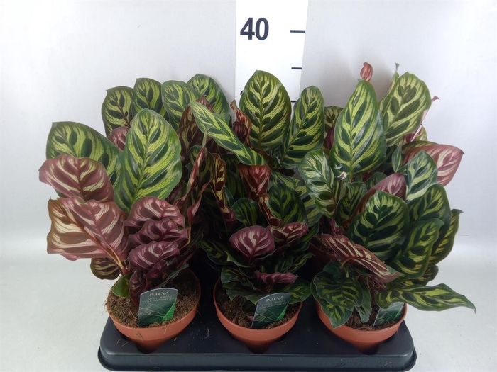 Calathea makoyana