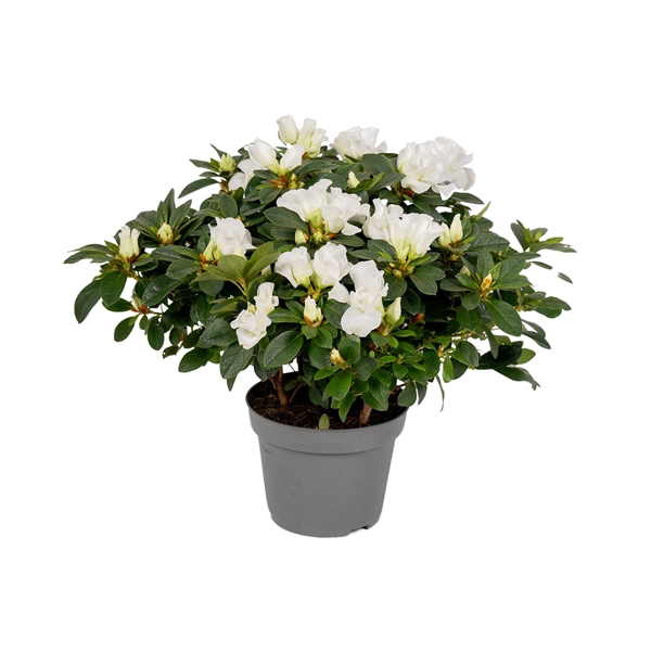 <h4>Azalea 'Leonardo' wit 13cm</h4>