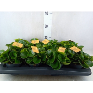 Peperomia obt. 'Obtipan'