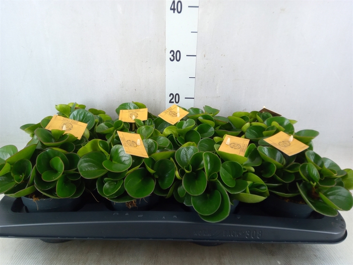 <h4>Peperomia obt. 'Obtipan'</h4>
