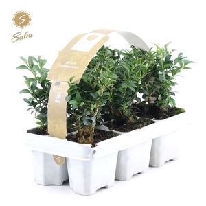 Buxus semp. 6-Pack