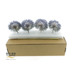 Dried Bleached Dandelion Stardust Box