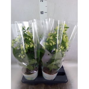 Kalanchoe  'Magic Bell'