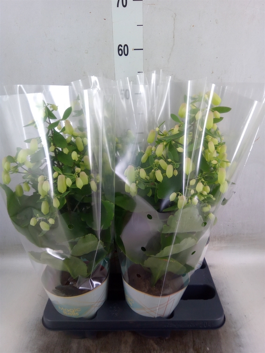 <h4>Kalanchoe  'Magic Bell'</h4>