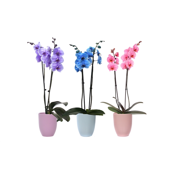 <h4>Hugo Pastel Mix Phal I Am Mix 2T14+</h4>